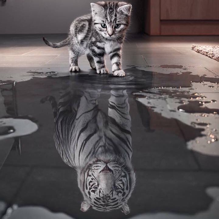 Les chats sont de véritables tigres dans l’invisible Les chats sont de véritables tigres dans l’invisible